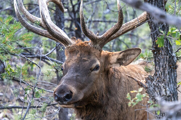 Fototapeta premium Deer at Grand Canyon National Park