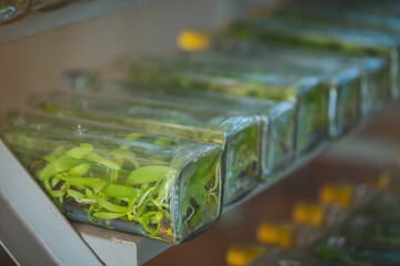 plant tissue culture. experiment of plant tissue culture in the laboratory. plant cell and tissue culture technology laboratory.