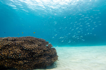 沖縄県島尻郡座間味村の慶良間諸島の阿嘉島でダイビングした時に見られる景色 The view when diving at Aka Island, Kerama Islands, Zamami Village, Shimajiri-gun, Okinawa, Japan.