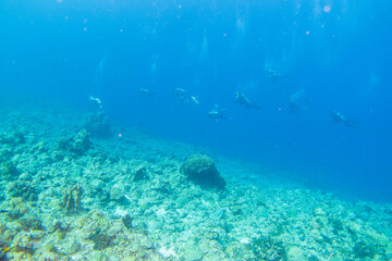 沖縄県島尻郡座間味村の慶良間諸島の阿嘉島でダイビングした時に見られる景色 The view when diving at Aka Island, Kerama Islands, Zamami Village, Shimajiri-gun, Okinawa, Japan.