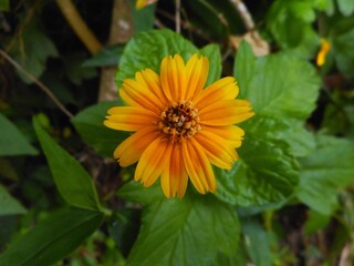 planta flor sphagneticola trilobata - vedelia 