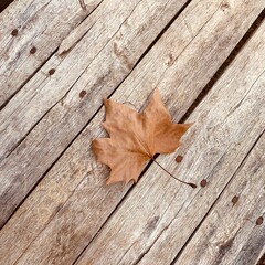 autumn leaves on wooden background