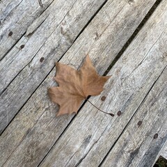 autumn leaves on wooden background