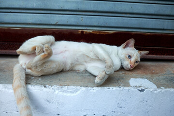 Emotional kitten in sunlight. Calm white kitten sleeps on the doorstep of a terrace on the floor in sunlight. The cat is sitting on the street