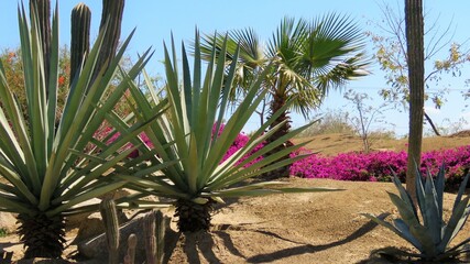 palm trees in the desert