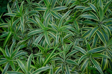 Fototapeta premium GREEN CURLY SPIDER PLANTS .