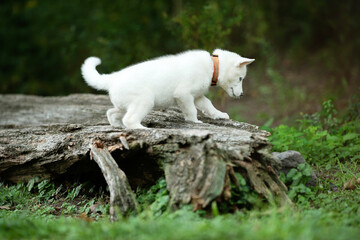 one white puppy dog exploring the woods 