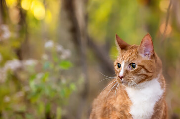 Obraz premium one mixed breed cat in the woods 