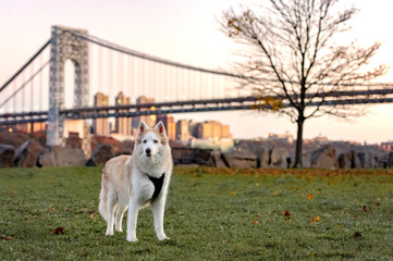 Obraz premium one husky dog in the park looking to the camera posing with a bridge in the background and a sunset 