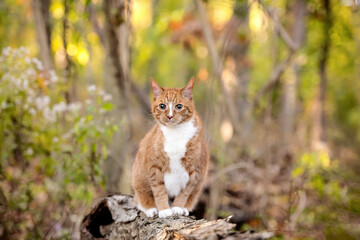 one mixed breed cat in the woods 