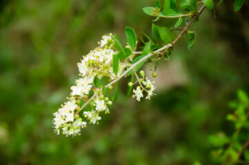 ROSEMARY TREE ( MEHANDI TREE ) BRANCH WITH WHITE FLOWERS AND GREEN LEAVES.