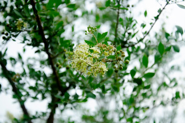 ROSEMARY TREE ( MEHANDI TREE ) FLOWERS IN MORNING LIGHT. 