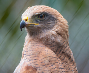 Close up of an eagle