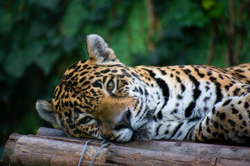 Obraz premium Close up portrait of a leopard
