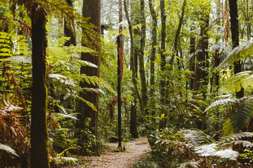 Rotorua Redwoods forest park used for various outdoors pursuits 