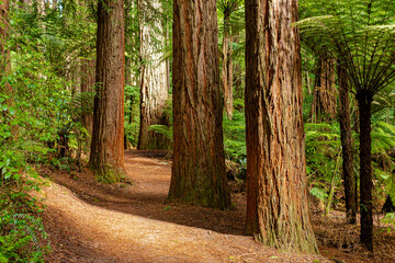 Rotorua Redwoods forest park used for various outdoors pursuits 