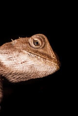 Macro chameleon Thailand