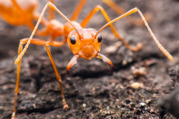 Red ant macro