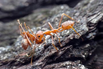 Red ant carrying food.