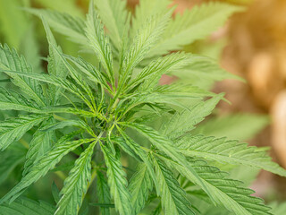 Fresh green cannabis plant. Growing organic cannabis herb on the farm outdoor. Close-up young hemp....