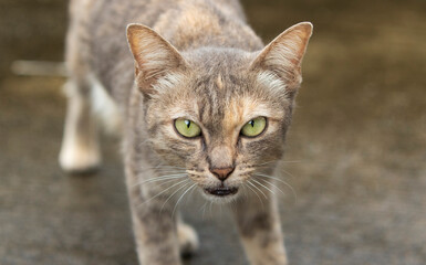 close up portrait of a cat