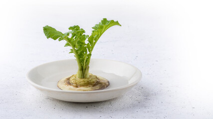 small radish plant grown on plate of water at home without soil, regrowing vegetables and greens,...