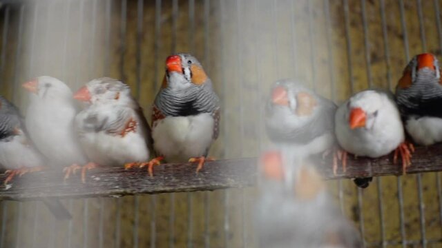 Numerous finch birds were kept inside the cage for sale. Finches are chirping and chirping inside the cage. Camera paning shot. 