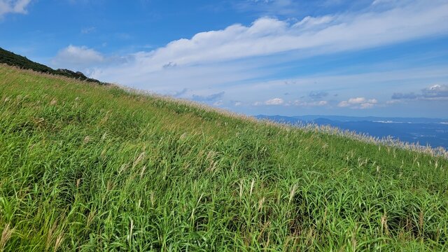 Reeds and sky at Sinbulsan Mountain in Ulju-gu, Korea