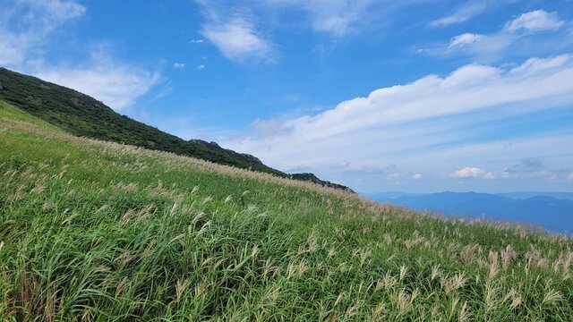 Reeds and sky at Sinbulsan Mountain in Ulju-gu, Korea