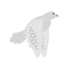 flying dove bird