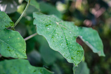 rain drops on leaf