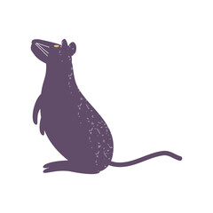black rat animal