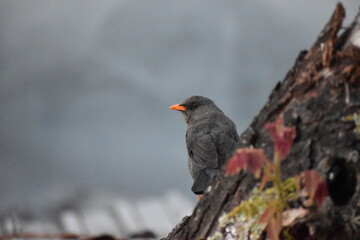 Bird Mirlo