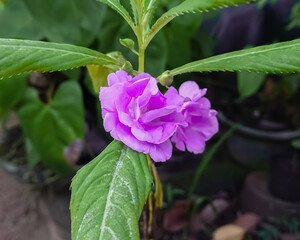 Rose balsam flower. Binominal name is Impatiens balsamina