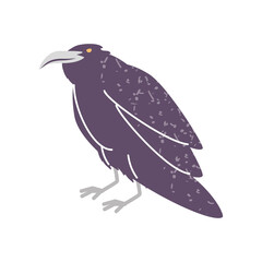 black raven bird