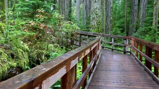 macmillan provincial park vancouver island