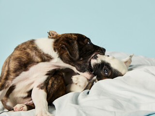 Puppies playing and biting each other.