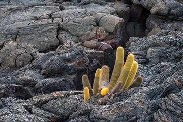 Lava Cactus growing in Ropey Lava flow- Galapagos Islands