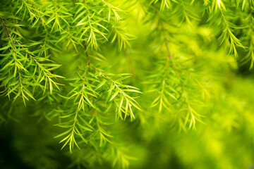 Melaleuca bracteata- white cloud tree close-up view in Chengdu, Sichuan province, China