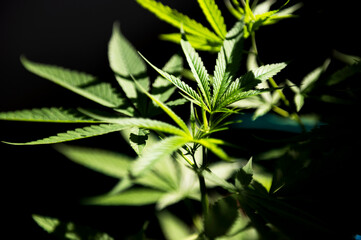 Cannabis leaves of a plant on a dark background,Cannabis Texture Marijuana Leaf Pile Background with Flat Vintage Style