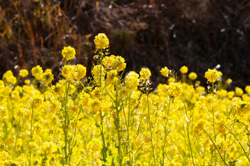 なたね　油菜　カラシナ