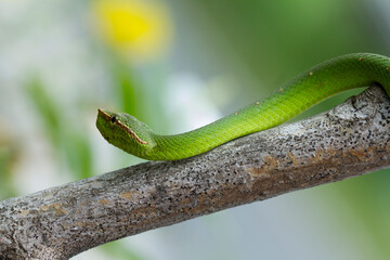 Snake at the  Forest