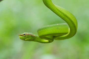Snake at the  Forest