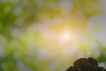 Close-up of a sapling of a tree emerging from a mound with beautiful sunlight.
