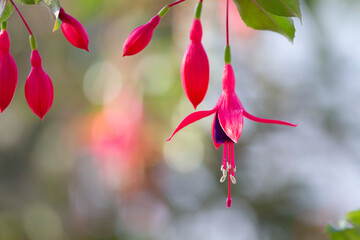 フクシア　花　熱帯植物