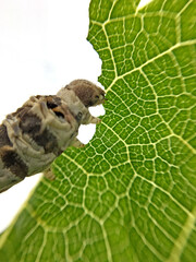 Hungry domestic silk moth silkworm eating Mulberry leaf close up