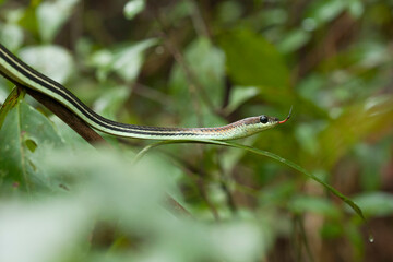 Snake at the  Forest