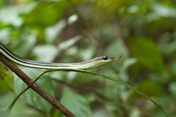 Snake at the  Forest