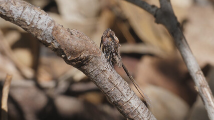 side view of a plant hopper nymph