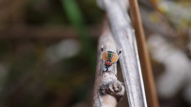 a male maratus volans courtship fan display